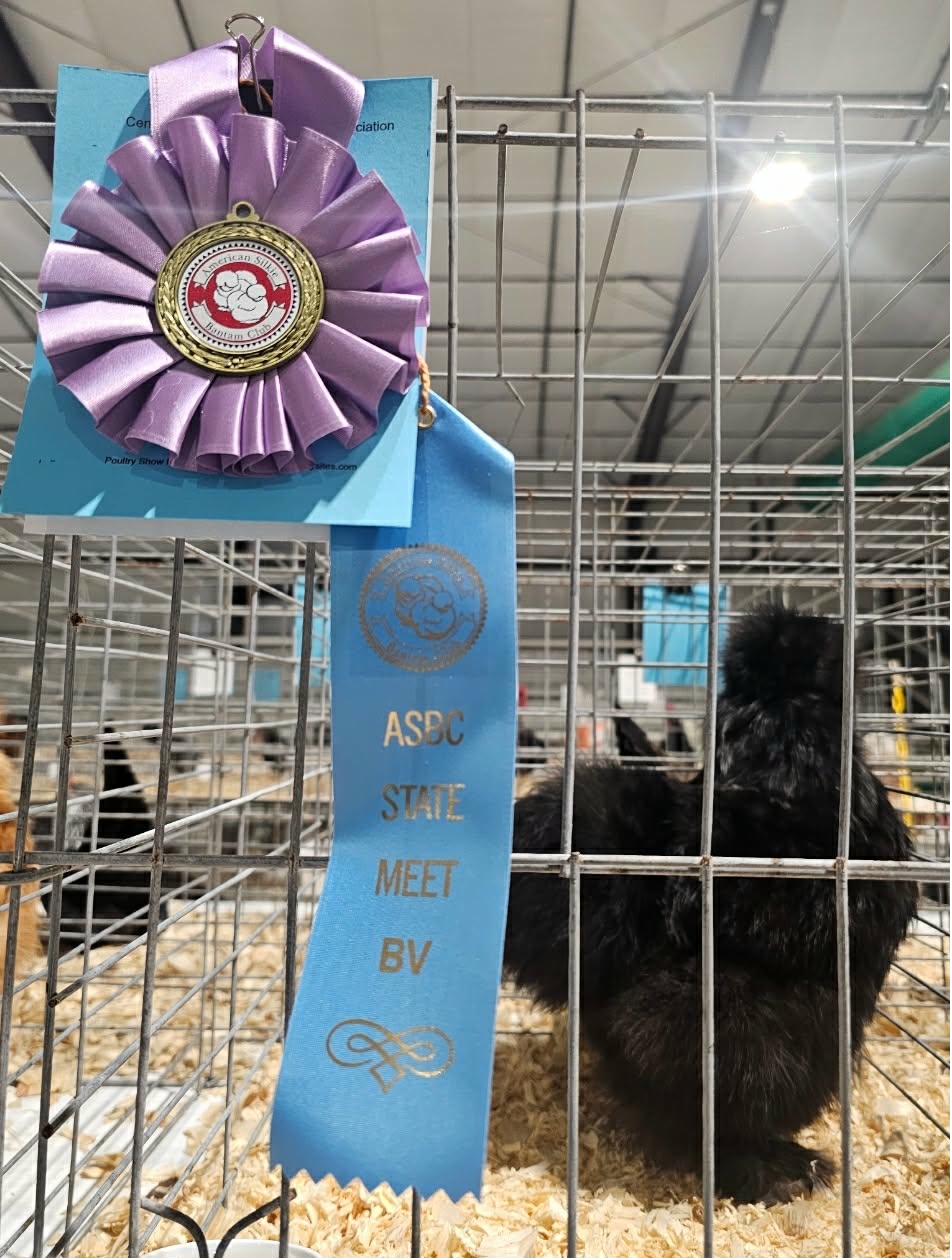 Black Silkie — Best of Variety at ASBC State Meet