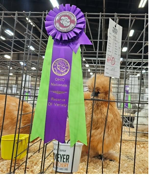 Buff Silkie — Reserve of Variety at Ohio Nationals